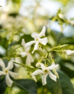 Pura X MERSEA Saltaire Fragrance Refill -Mersea Sales Store pura smart vial saltaire 1